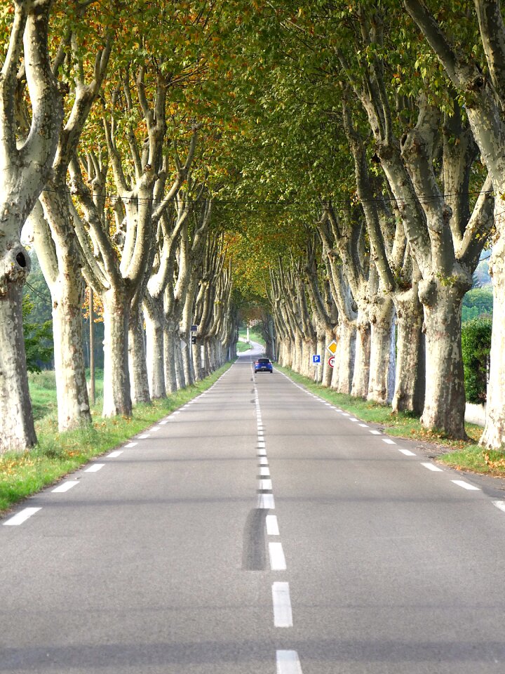 Landscape avenue france