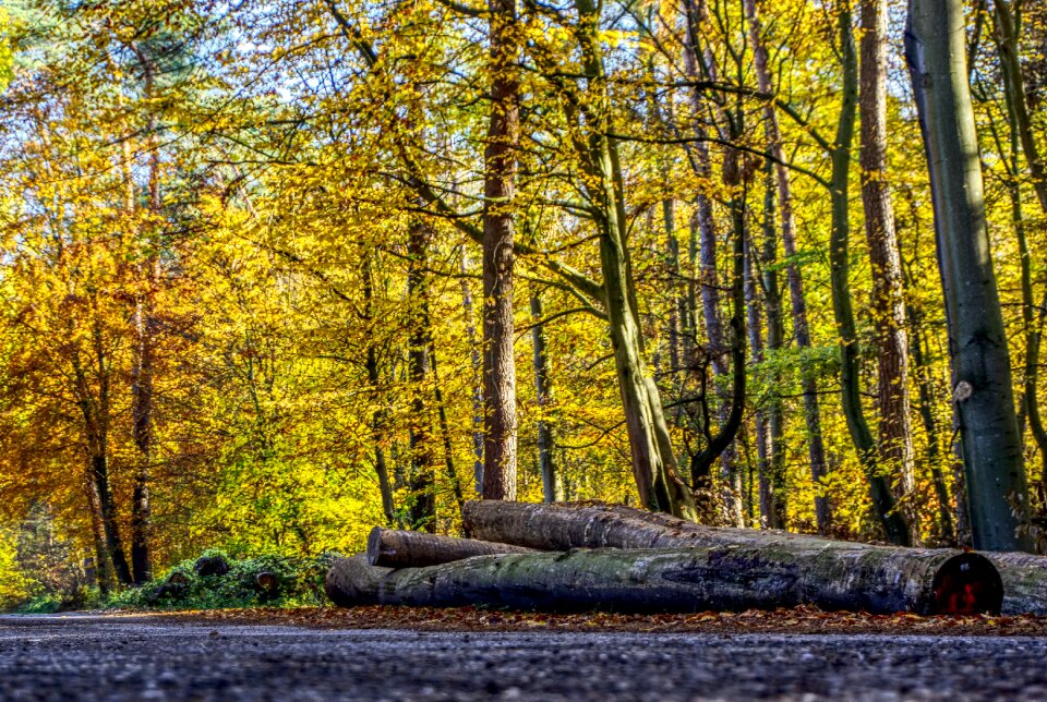 Autumn mood light photo