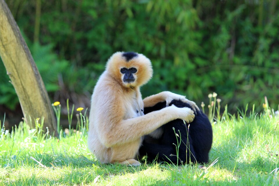 Planckendael monkey mammal