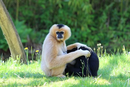 Planckendael monkey mammal photo