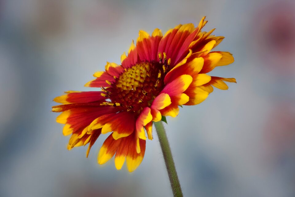 Flower garden garden plant red