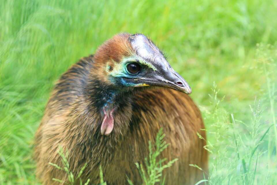 Feathers beak animal
