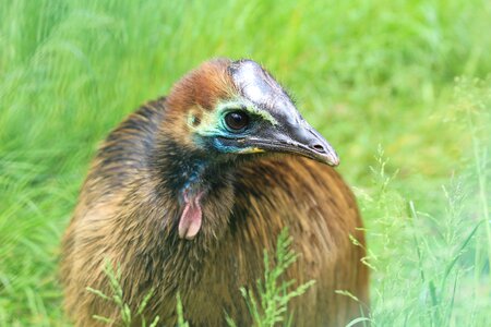 Feathers beak animal photo