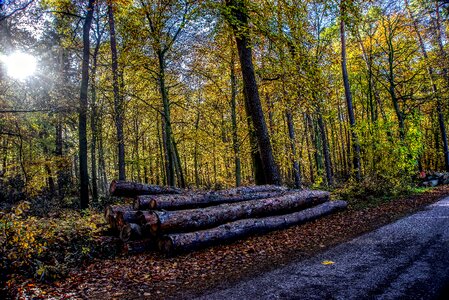 Autumn mood light photo