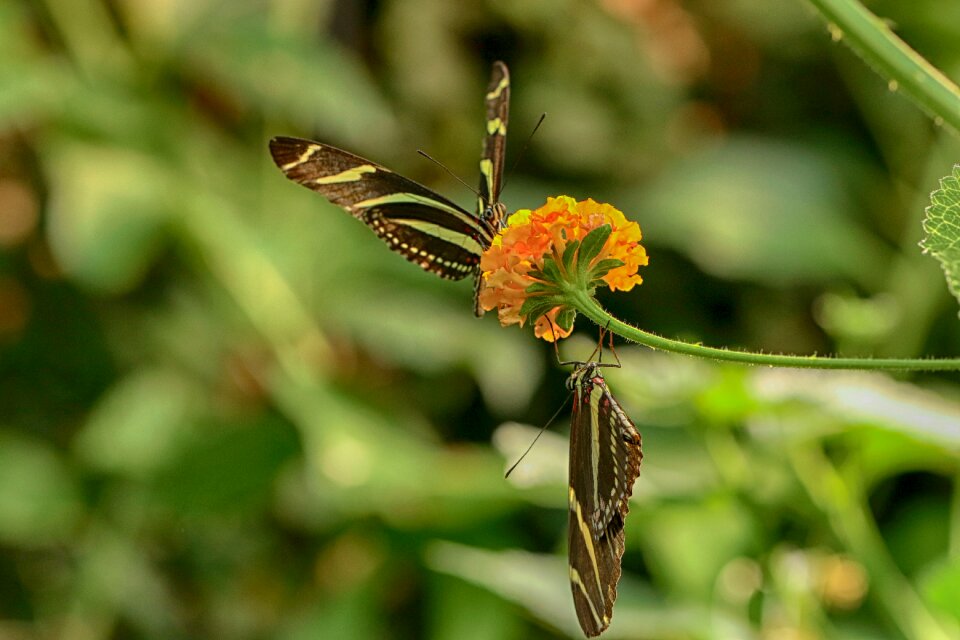 Flower tropical insect