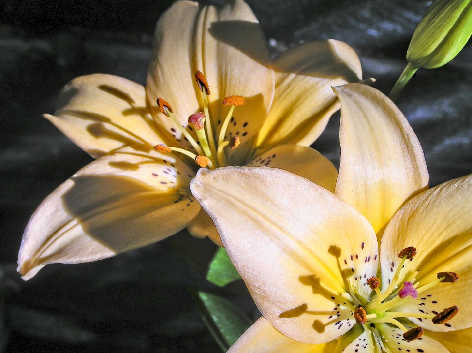 Nature petal pistils