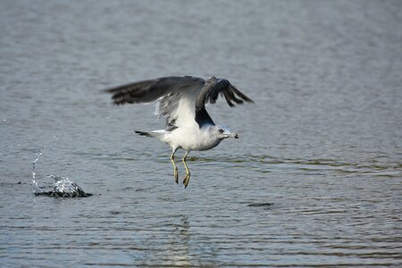 Bird wild birds seabird