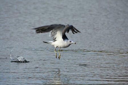 Bird wild birds seabird photo