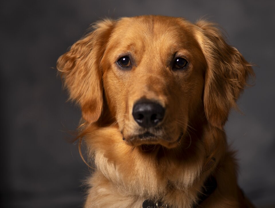 Golden retriever dog canine