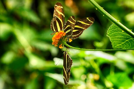 Flower tropical insect