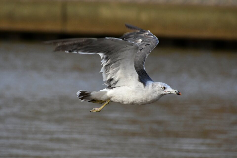 Bird wild birds seabird