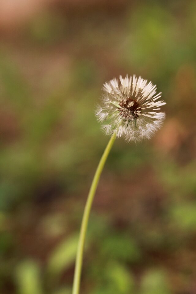 Spring flowers wildflower