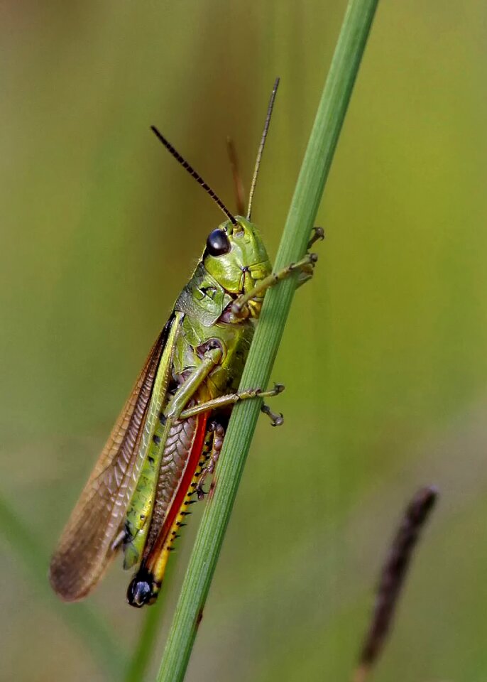Nature insect close up
