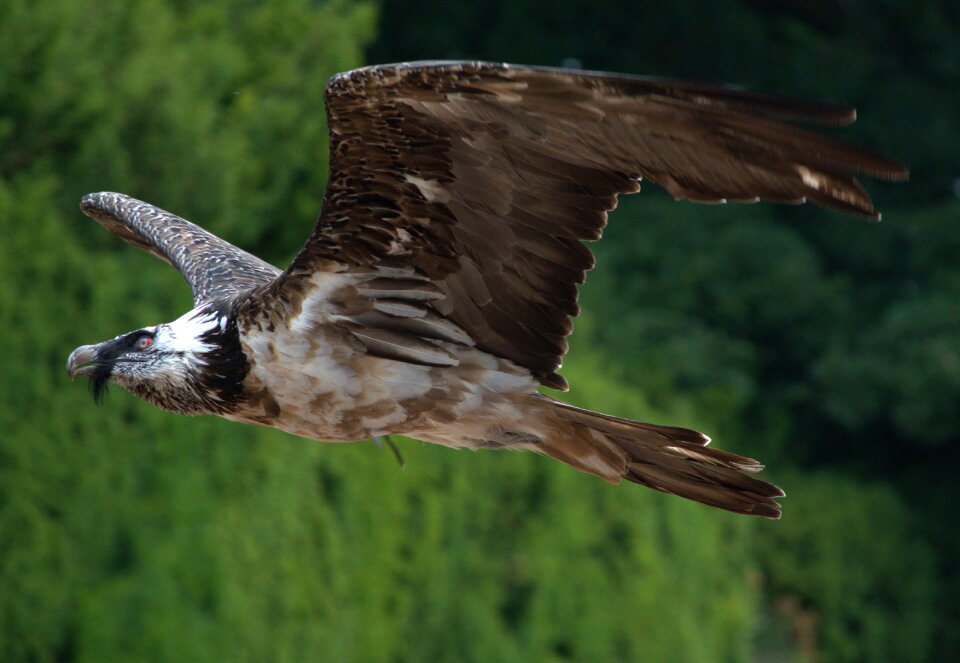 Bird scavenger flying