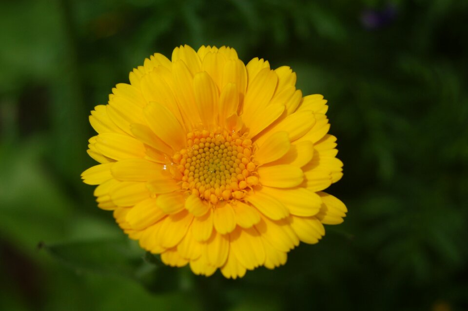 Garden nature the petals