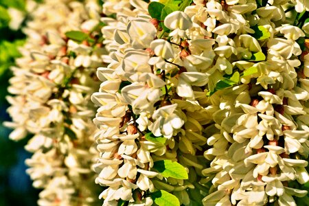 A branch branch blooming tree