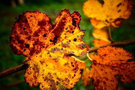 Grape autumn yellow
