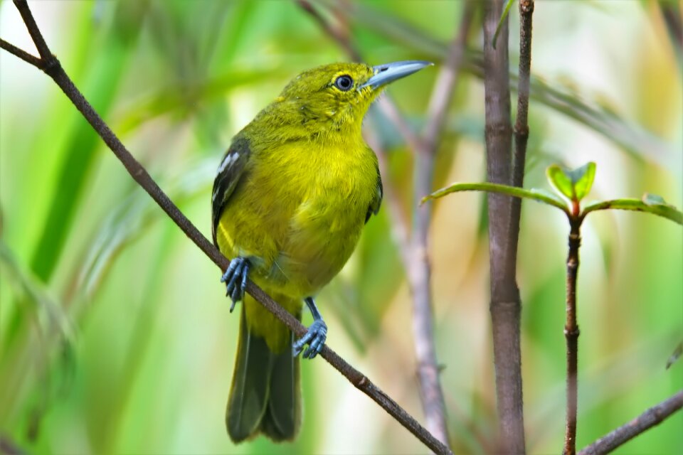 Outdoors animal wild