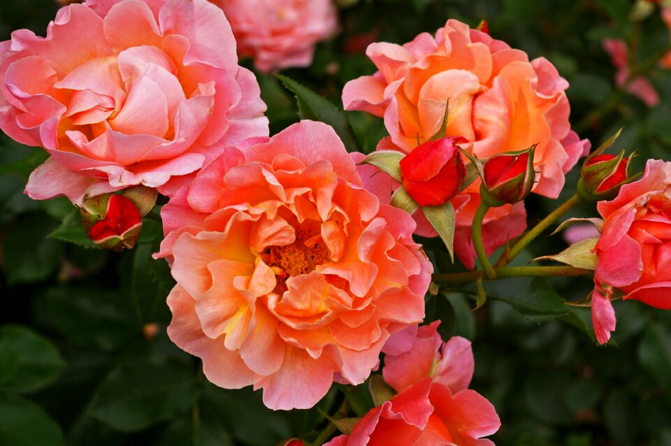 Nature garden fragrance