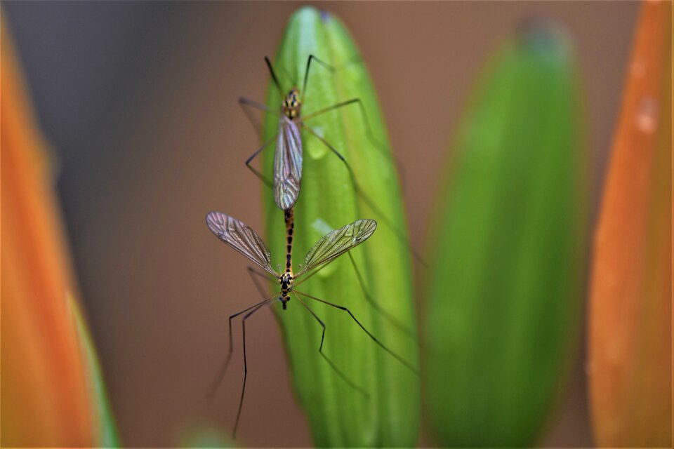 Flying insect mouchette nature