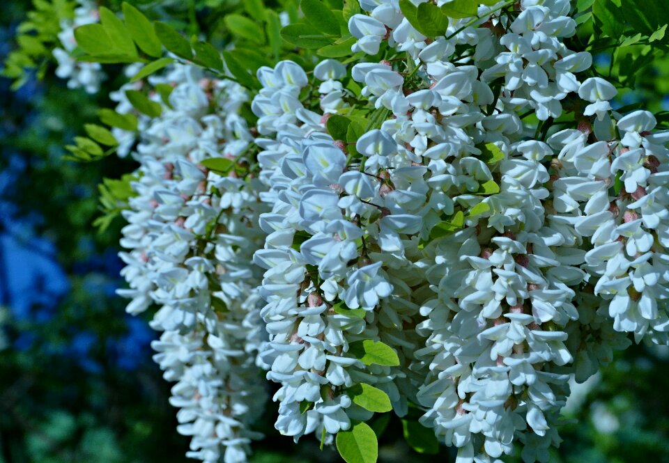 Tree nature branch