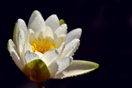 Blossom bloom aquatic plant photo