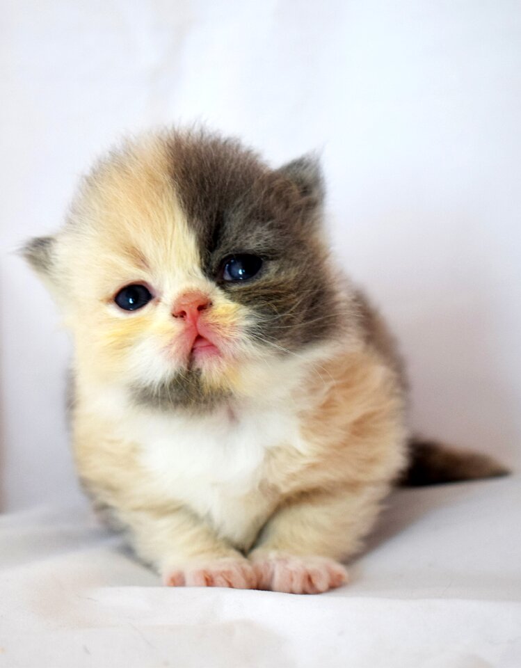 Sladicka a pet fluffy