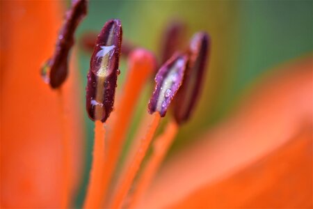 Flower morning dew drop photo