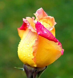 Flower romantic petals