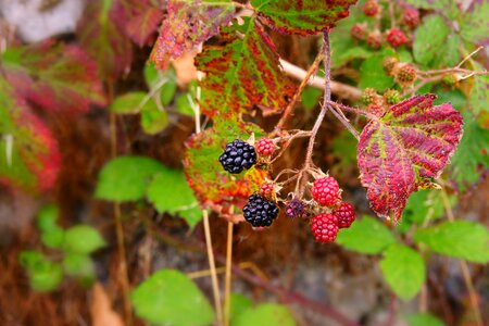 Hedge hedgerow blackberries