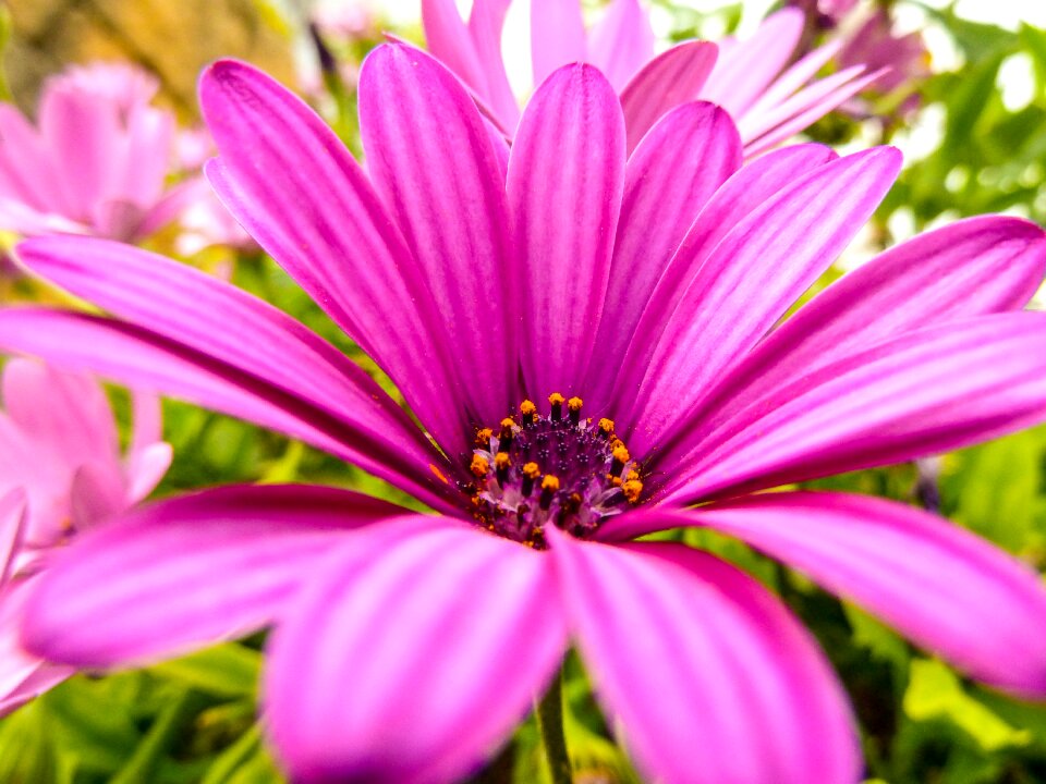 Petals pink flower garden