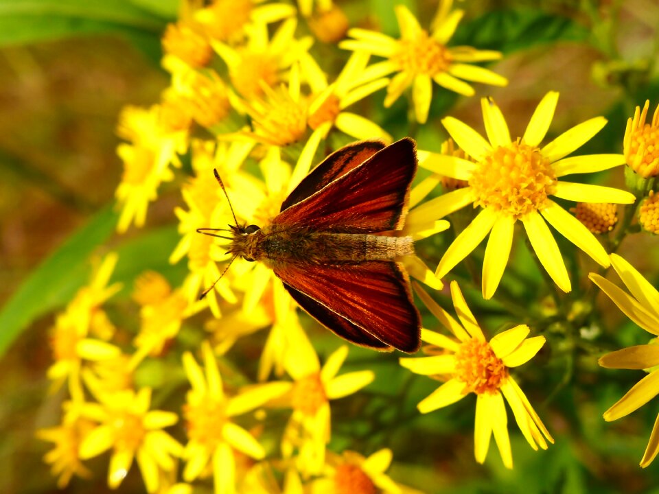 Summer plant animals