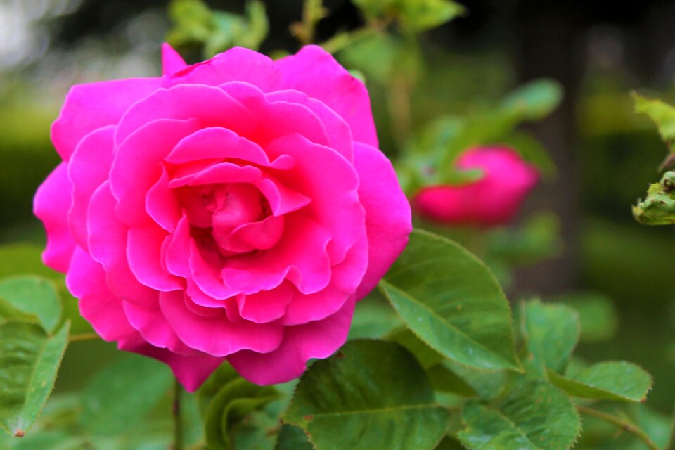 Gulpembe nature spring