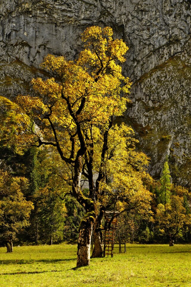 Tree maple autumn