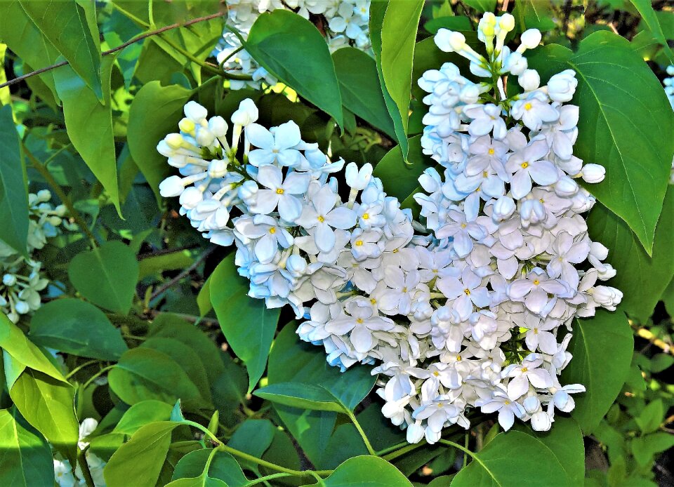 Bush flowering twig white flowers grape