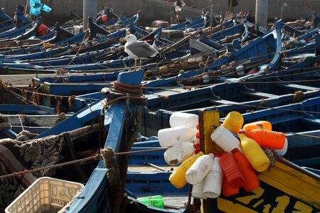 Fishing boat seagull