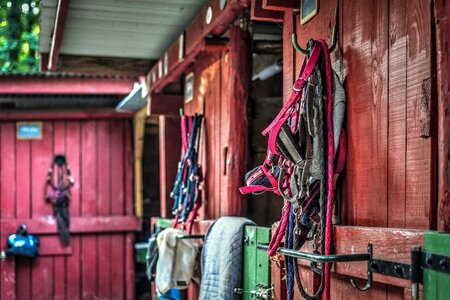 Red green horseback riding