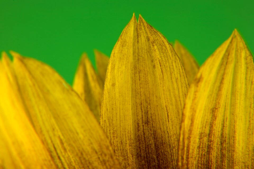 Nature petals yellow