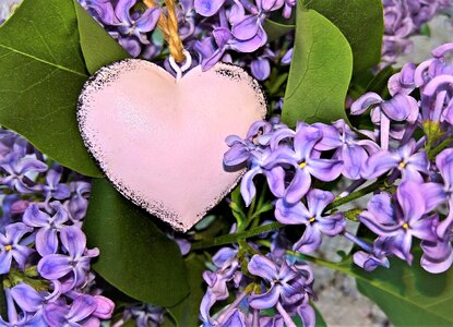 Decoration bright purple flowers purple photo