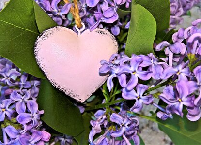 Decoration bright purple flowers purple