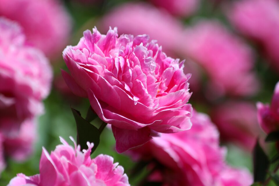 Pink peony garden plant