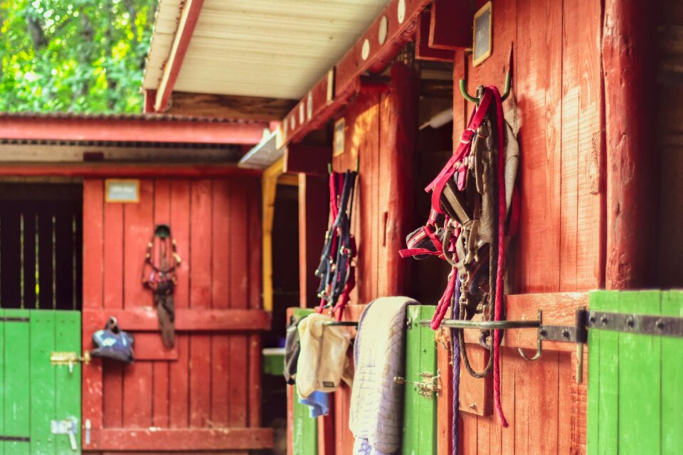 Red green horseback riding