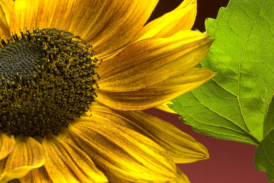 Bloom summer plant