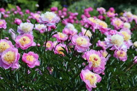Pink flower plant summer