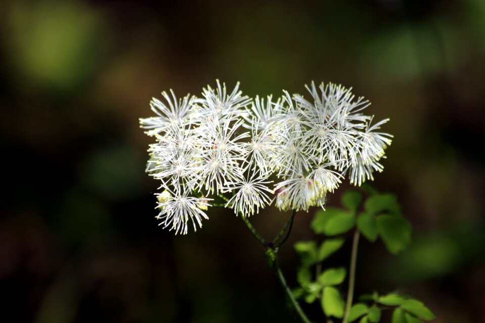 Plant nature summer