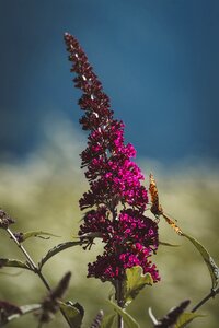 Bloom edelfalter butterflies