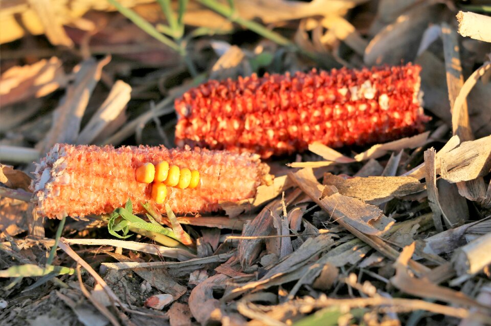 Remains agriculture nature