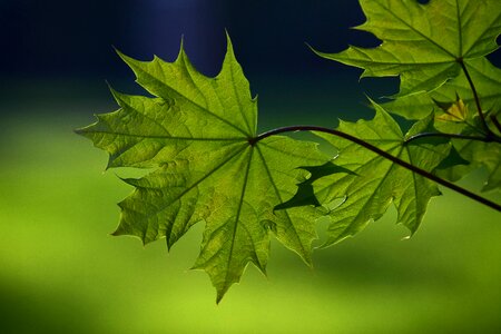 Green tender young