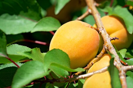 Fruits edible eat