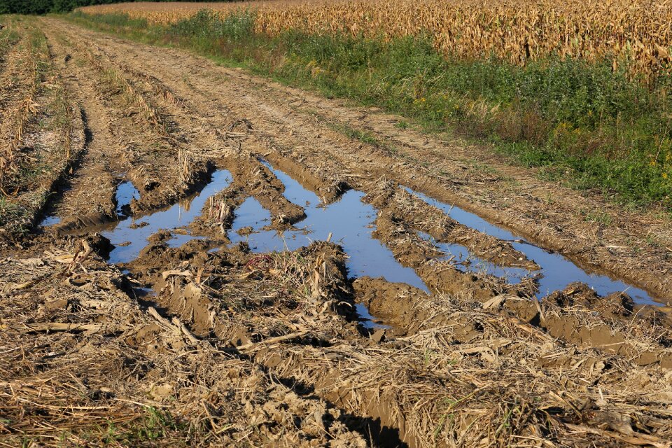 Rural agriculture nature